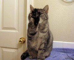 Ты не хочешь такой дом, ты не хоооочешь такой дом, ты не хооооооооооооочешь...