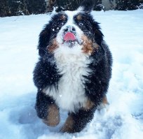 Обожаю этих красавцев.