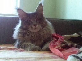Жизнь котов