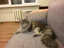 Жизнь котов