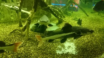 хороший псто. спасибо, про сома не знал. слегка он на фракта похож. был такой, банку в 600 литров перерос, подарили в океанариум. остались птерики, клариасы да перевёртыш.. не до аквасов стало((