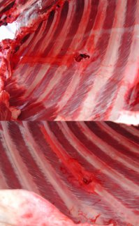 Бизон на фотографии убит из пневматической винтовки калибра двадцать миллиметров.
Фотографии кликабельны.