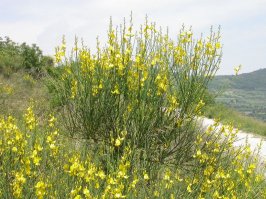 Вот ещё - Дрок испанский (этнийский). Если пожевать веточки, цветочки - наступает смерть от паралича дыхательных путей.