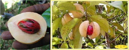 Специи:
1.  гвоздика, 
2. шафран, 
3. мускатный орех
4. черный перец