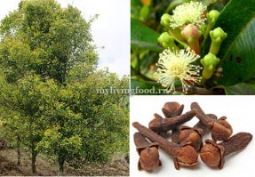 Специи:
1.  гвоздика, 
2. шафран, 
3. мускатный орех
4. черный перец