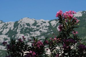 Я лет 10 назад был в Крыму с палатками,в горах много мест обошли красивых,и вот как то раз ногой шарпанул о растение и значение этому не придал.В течении трех дней температура 39 рвота ЖЕСТЬ полная короче похоже это гадское растение было как раз на Олеандр!!!Сука Олеандр чтоб тебя обоссали и сожгли весь!!!