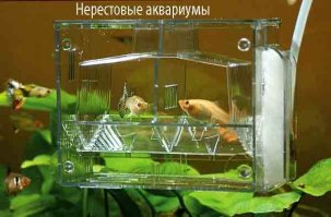 Как будто одна рыбка к другой, в тюрьму на свиданку пришла)))