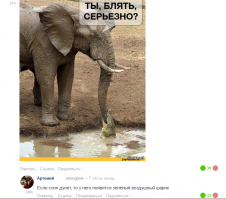 Некоторые интересные факты о слонах