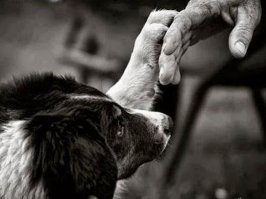 Люди и животные. Подборка прикольных фото