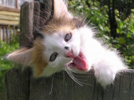 Смешные кошки