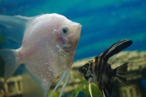 Были бриллиантовые и тигровые, теперь устал от мелочи и перешел на крупняк (астронотусы)