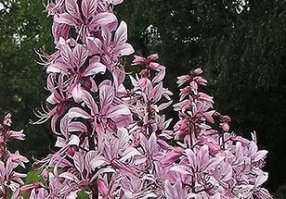 Забыли купину, называемую также "бадьян", хотя к пряности она не имеет отношения. 
Живет эта красота на Юге: Черноморское побережье Кавказа, Крым. Растет повсеместно в подлеске, на пустырях. 
Главная опасность: сок и ароматические испарения, особенно сильные в яркий солнечный день. Оставляет ожоги на коже, огромные волдыри, которые после мучительного болезненного заживления оставляют шрамы и черные пятна.  Также опасен просто запах растения: от случайно собранного букета, оставленного на ночь в спальне, можно умереть. В нашем доме так скончалась семья, приехавшая к родственникам погостить.
Местные все знают эту растюху - и любуются на расстоянии. А вот приезжие часто останавливаются на загородной дороге, чтобы сорвать красивое растение. Это крайне опасно!.
Хотя бывают случаи полной устойчивости к яду растения.