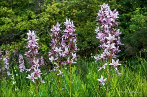 Забыли купину, называемую также "бадьян", хотя к пряности она не имеет отношения. 
Живет эта красота на Юге: Черноморское побережье Кавказа, Крым. Растет повсеместно в подлеске, на пустырях. 
Главная опасность: сок и ароматические испарения, особенно сильные в яркий солнечный день. Оставляет ожоги на коже, огромные волдыри, которые после мучительного болезненного заживления оставляют шрамы и черные пятна.  Также опасен просто запах растения: от случайно собранного букета, оставленного на ночь в спальне, можно умереть. В нашем доме так скончалась семья, приехавшая к родственникам погостить.
Местные все знают эту растюху - и любуются на расстоянии. А вот приезжие часто останавливаются на загородной дороге, чтобы сорвать красивое растение. Это крайне опасно!.
Хотя бывают случаи полной устойчивости к яду растения.