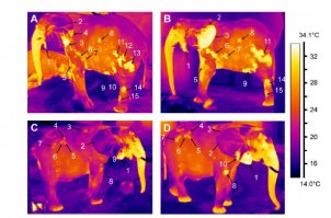 Слоны не умеют бегать!!! вот это конечно прикольное суждение, передвижение рысью со скоростью 40 км/ч это оказывается не бег...
Аргумент "зависание в воздухе" считается бегом только для двуногих, например лошадь при аллюрах рысь и иноходь тоже не зависает, но они считаются бегом, а галлоп при котором все четыре ноги отрываются от земли считается не бегом, а скачкой. 
Так что слоны еще как бегают... 
Про теплорегуляцию, уши конечно важный элемент, но через хобот охлаждение идет гораздо больше, так же охлаждение идет через стопы и ряд теплообменных зон по всему телу.