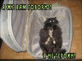 Ставропольский кот Герыч становится звездой интернета