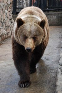 Наш, Красноярский!