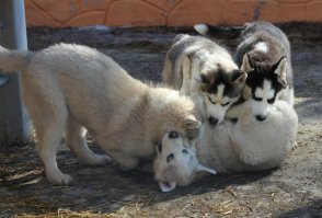 Наш, Красноярский!