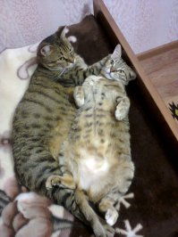  Искусство сна