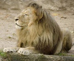 Зоопарк в Риге (Латвия)