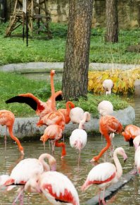 Зоопарк в Риге (Латвия)