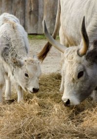 Зоопарк в Риге (Латвия)