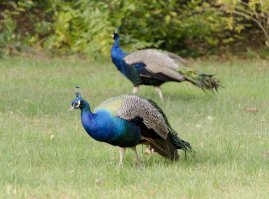 Зоопарк в Риге (Латвия)