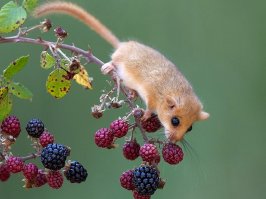 Чем то напомнило орешниковую соню.