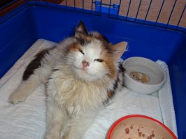 Подобрали кошечку, морозы у нас были под 30... Нос, ухи примерзли, совсем отморозились подушечки на лапках и хвост. Ничего, выходили. Правда хвост все-таки пришлось отрезать, видимо еще и поломанный был. Как подживет, будем искать новый дом (своих 2 кота).