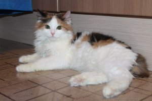 Подобрали кошечку, морозы у нас были под 30... Нос, ухи примерзли, совсем отморозились подушечки на лапках и хвост. Ничего, выходили. Правда хвост все-таки пришлось отрезать, видимо еще и поломанный был. Как подживет, будем искать новый дом (своих 2 кота).