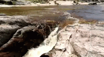 Собаки, они могут удивлять...