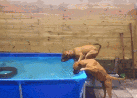 Собаки, они могут удивлять...