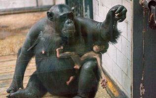 У нас в зоопарке обезьяны постоянно рожают,прикольно.