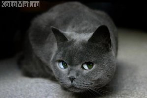 АФТАР, КТО ОНИ ВСЕ ТАКИЕ?