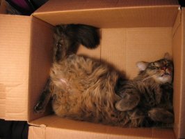 котики, ну значит котики...