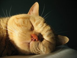 котики, ну значит котики...