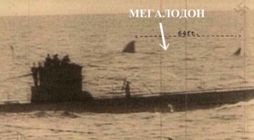 Топ-25 потрясающих вымерших животных, которых, к счастью, уже не существует