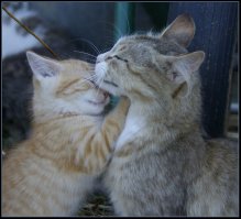 День святого Валентина по-кошачьи: большой пост пушистой любви