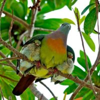 Любовь к детям безгранична,и животные это тоже знают