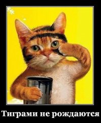 Лучшие тату с котами в мире