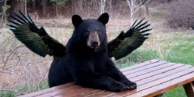 Невероятный полет медведя во время охоты на лосося