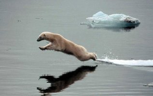 Невероятный полет медведя во время охоты на лосося