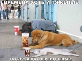 Кошки и собаки. Подборка смешных фотографий