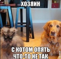 Кошки и собаки. Подборка смешных фотографий