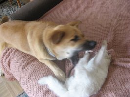 Кошки и собаки. Подборка смешных фотографий