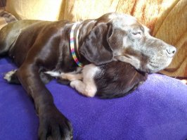 Котенок? Какой котенок? Нет, не видела. Тут только подушка.