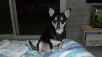 У меня дома есть собака.... Подозревака.