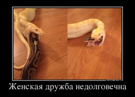 Линька змеи в обратном порядке. Змеи таких размеров врят ли едят друг друга.