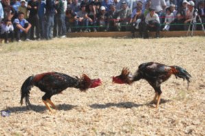 петухи мля . Когдаж у нас переведуться дебилы любящие морду набить?