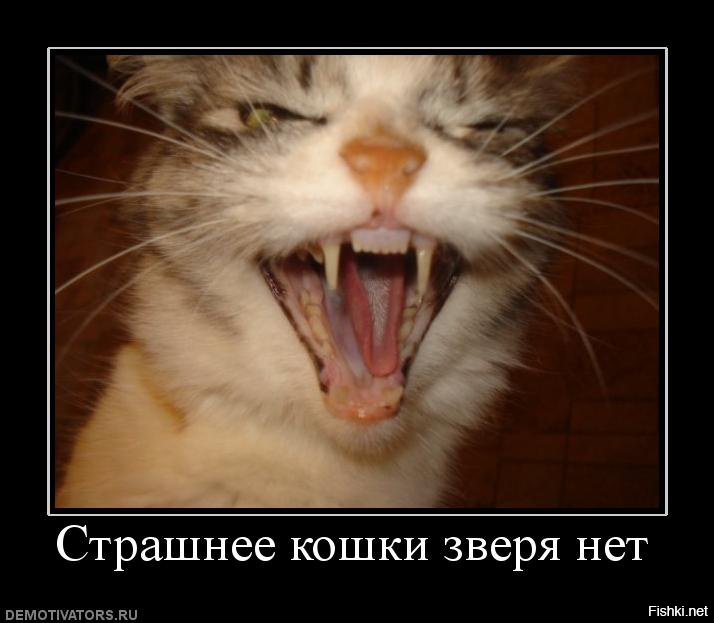 Нет зверя страшнее чем человек. Страшнее кошки зверя нет. Картинки страшнее кошки зверя нет. Кошка пугает.