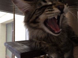 поржал досыти. слог, стиль. уважуха ))))